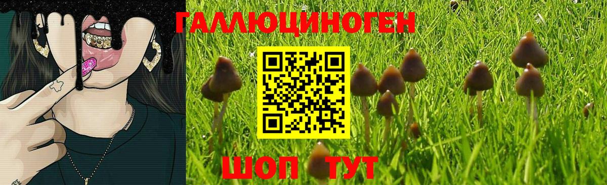 где продают   Галлюциногенные грибы мицелий  Вход с VPN  Елизово 